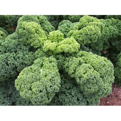 Kadeřávek Husar - Brassica oleracea L. - semena - 140 ks
