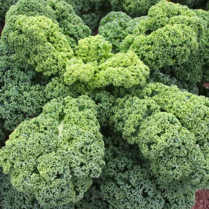 Kadeřávek Husar - Brassica oleracea L. - semena - 140 ks