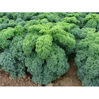 Kadeřávek zelený Kadet - Brassica oleracea L. acephala - semena - 200 ks