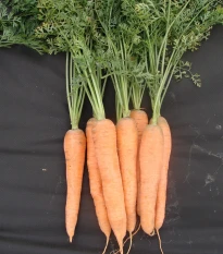 Mrkev pozdní Tinga - Daucus carota - semena mrkve - 900 ks