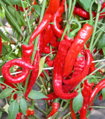 Paprika beraní roh Artist - Capsicum annuum - semena - 15 ks