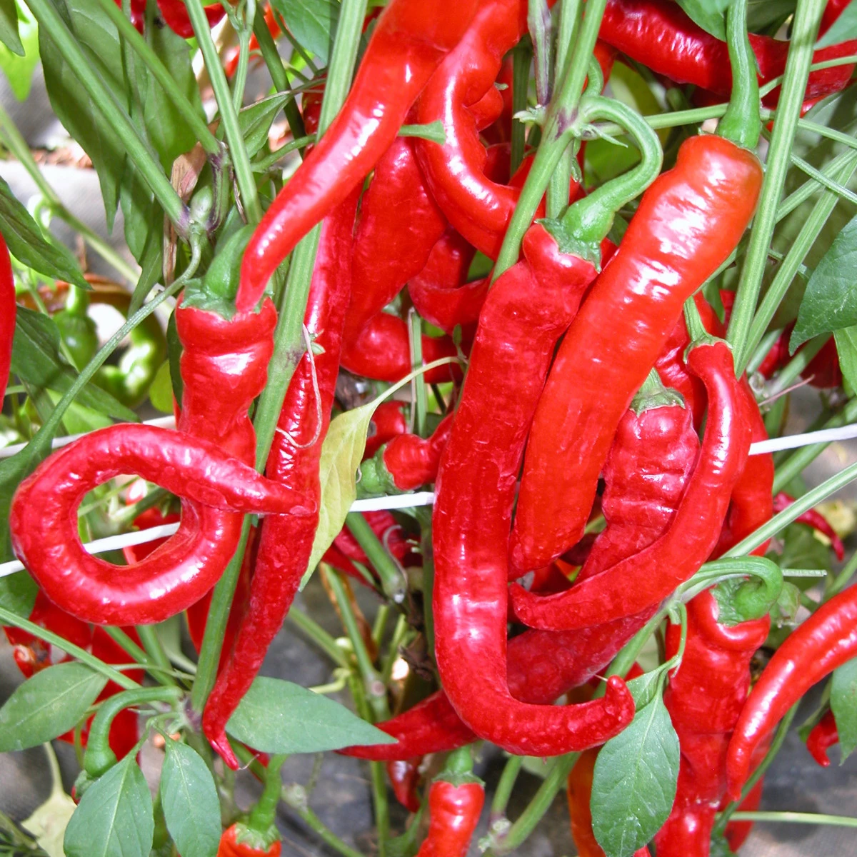 Paprika beraní roh Artist - Capsicum annuum - semena - 15 ks