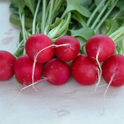 Ředkvička Ria –  Raphanus sativus - semena - 100 ks