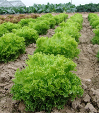 Salát Rekord - Lactuca sativa - semena - 0,3 g