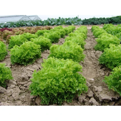 Salát Rekord - Lactuca sativa - semena - 0,3 g