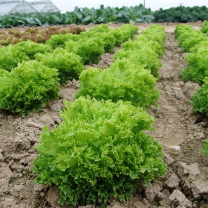 Salát Rekord - Lactuca sativa - semena - 0,3 g