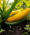 Cuketa zlatá Soleil F1 - Cucurbita pepo - semena cukety - 7 ks