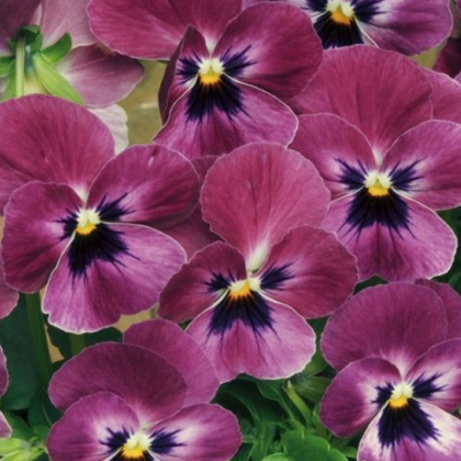 Violka rohatá Sorbet Raspberry -  Viola cornuta - semena - 20 ks