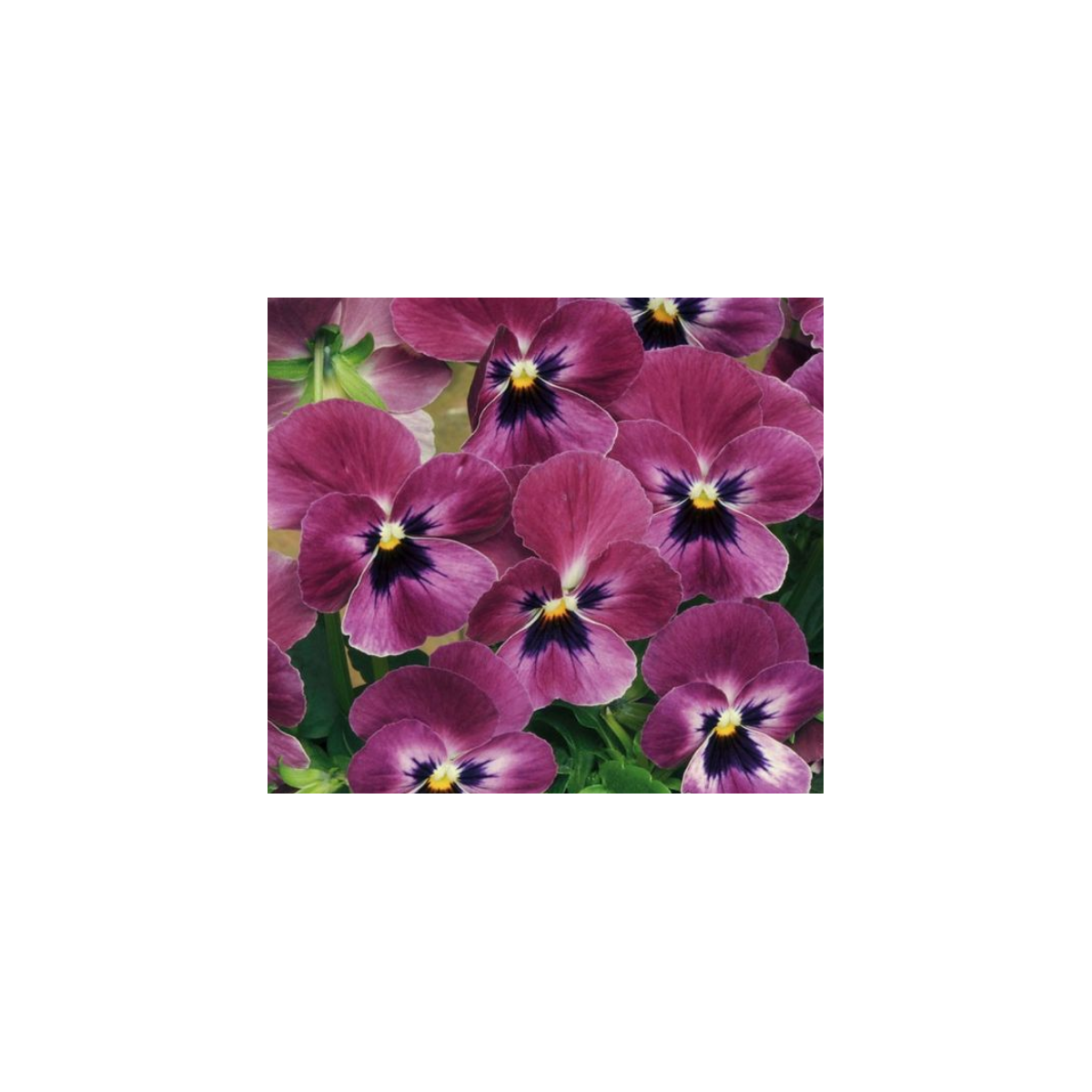 Violka rohatá Sorbet Raspberry -  Viola cornuta - semena - 20 ks
