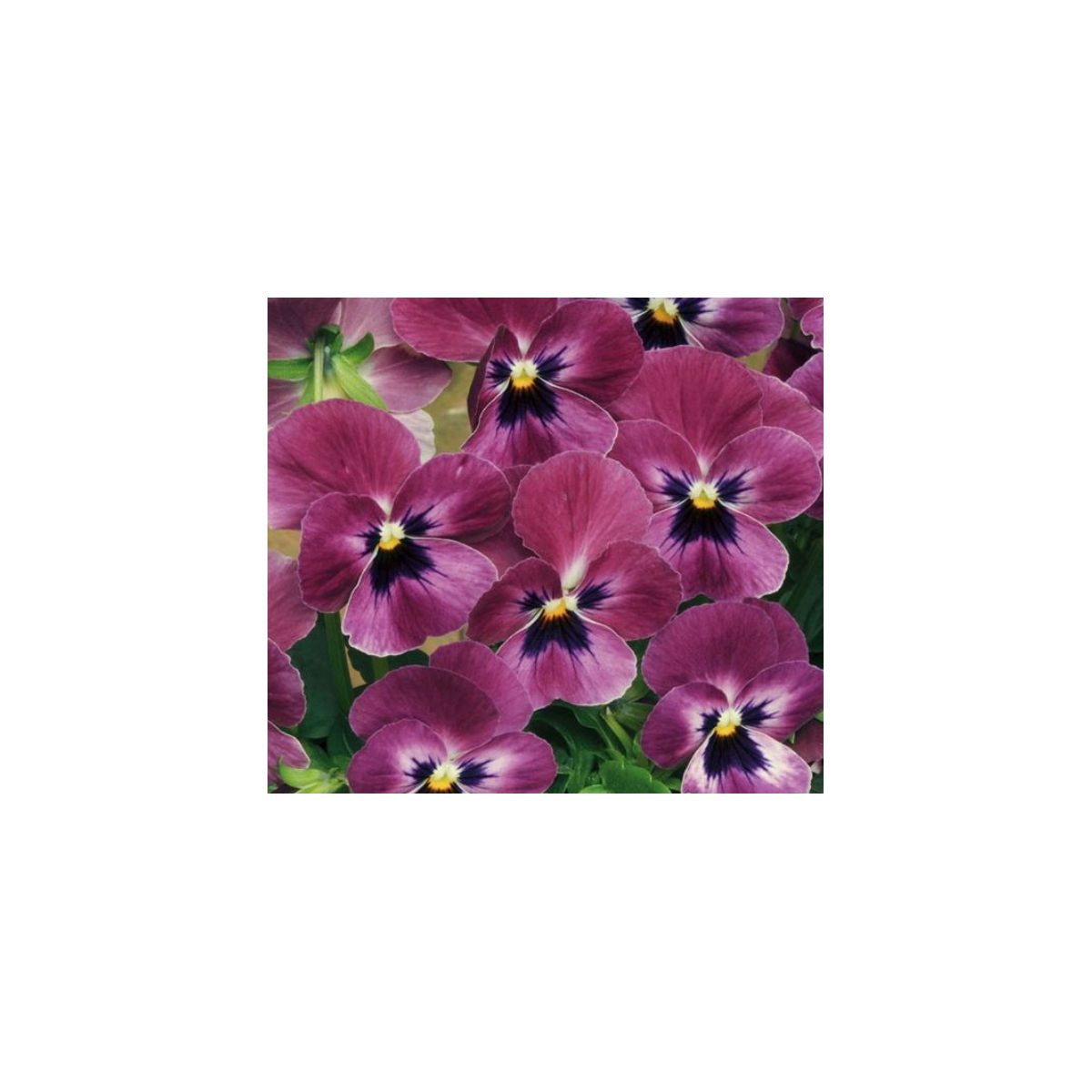 Violka rohatá Sorbet Carmine - Viola cornuta - semena violky - 20 ks