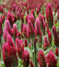Jetel inkarnát - Trifolium incarnatum - semena jetele - 150 ks