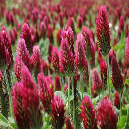 Jetel inkarnát - Trifolium incarnatum - semena jetele - 150 ks