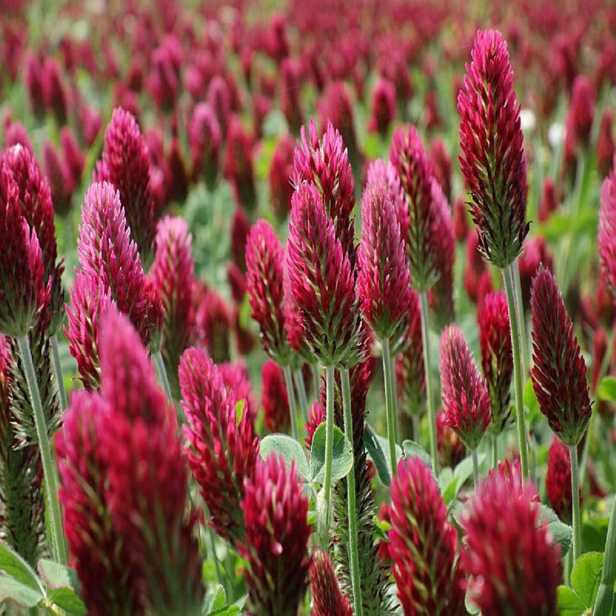 Jetel inkarnát - Trifolium incarnatum - semena jetele - 150 ks