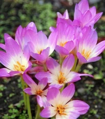 Ocún Lilac Wonder - Colchicum - hlízy ocúnu - 1 ks