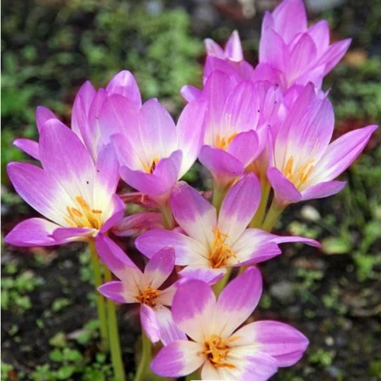 Ocún Lilac Wonder - Colchicum - hlízy ocúnu - 1 ks