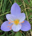 Krokus Speciosus - Crocus speciosus - hlízy krokusu - 3 ks