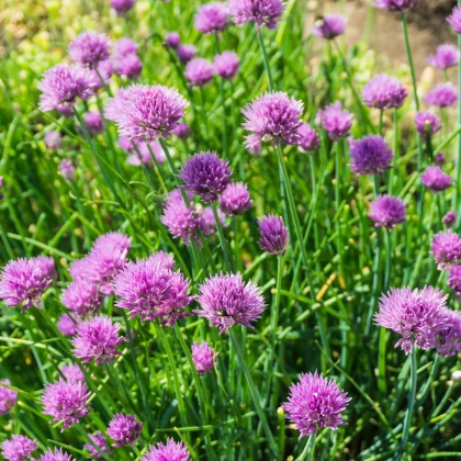 Pažitka pobřežní Splendidus - Allium schoenoprassum - semena pažitky - 200 ks