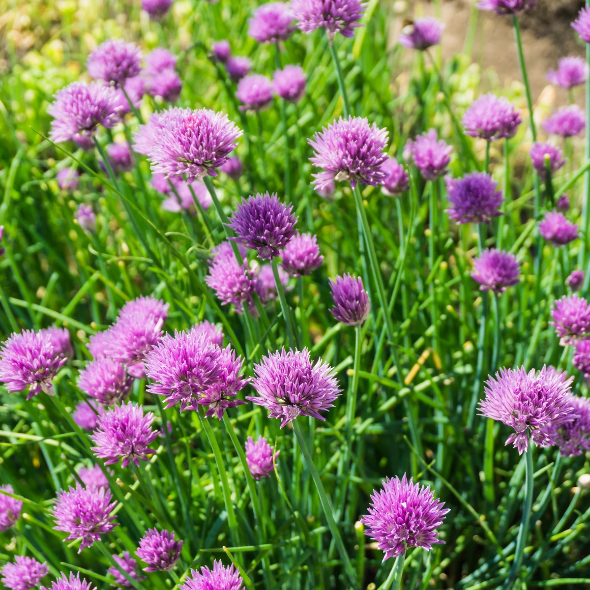 Pažitka pobřežní Splendidus - Allium schoenoprassum - semena pažitky - 200 ks