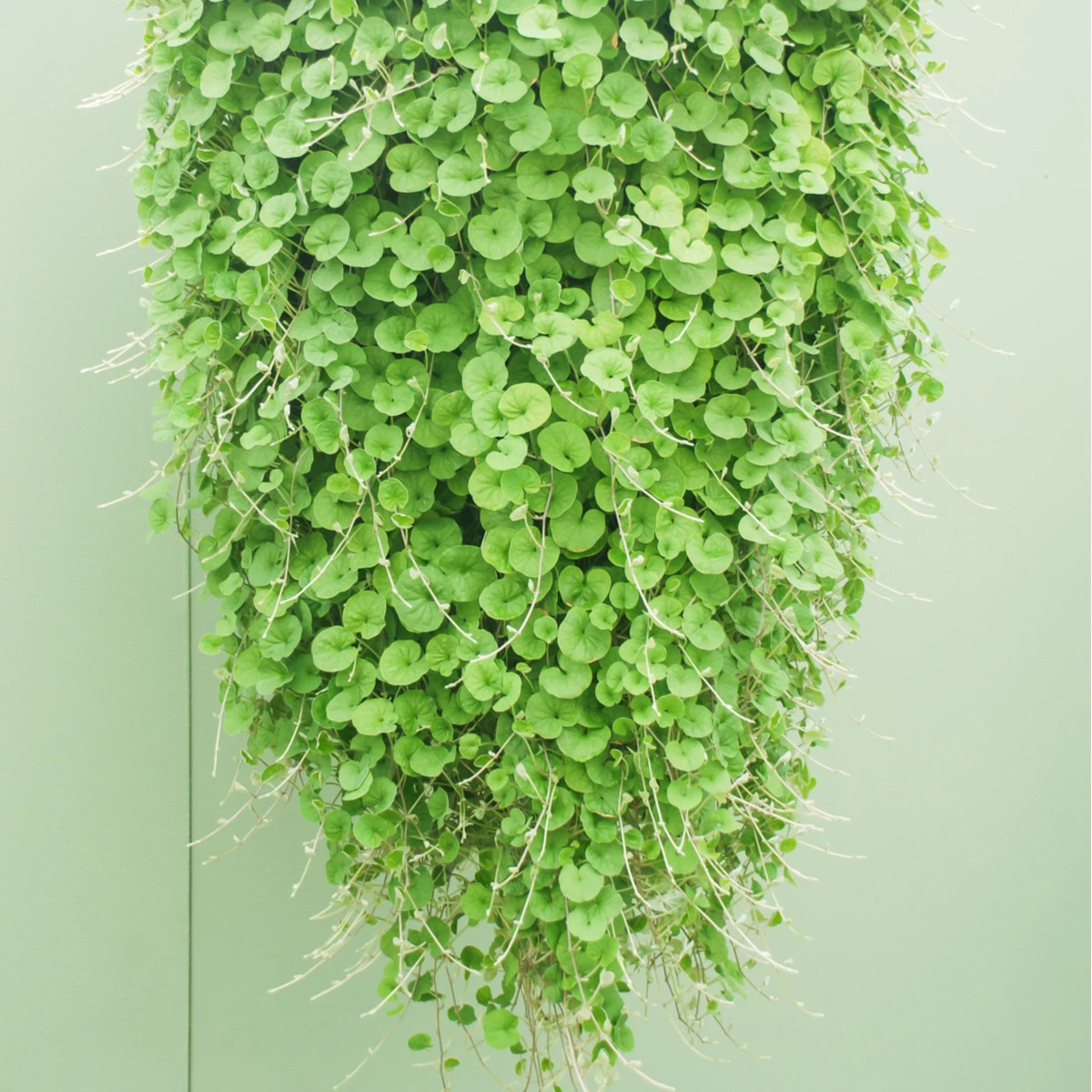 Stříbrný déšť - Dichondra repens - semena stříbrného deště - 8 ks