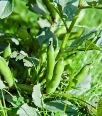 Bob zahradní - Vicia faba - semena bobu - 15 ks