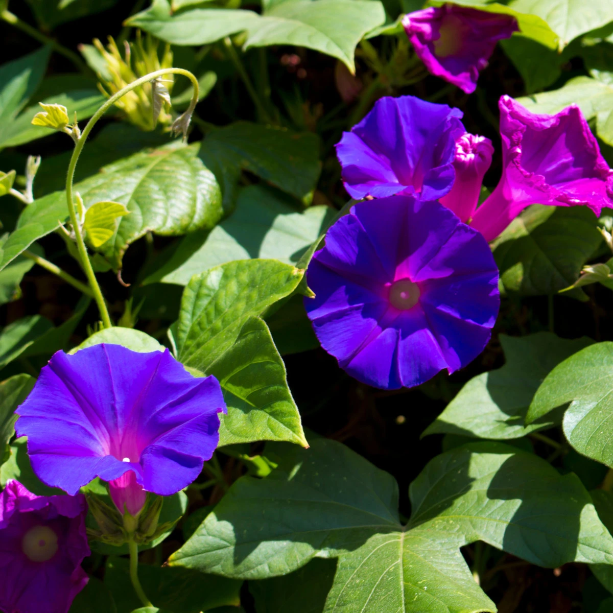 Povíjnice nachová Kniolas Black - Ipomoea purpurea - semena povíjnice - 20 ks