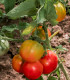 BIO Rajče Taste F1 - Solanum lycopersicum - bio semena rajčete - 10 ks