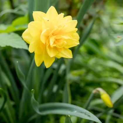 Narcis Golden Ducat - Narcissus - cibule narcisu - 3 ks