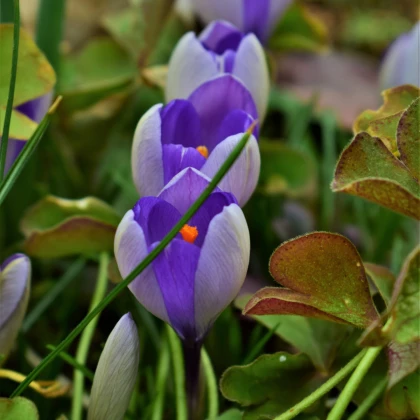 Krokus Yalta - Crocus sativus - cibuloviny - 3 ks