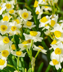 Narcis Avalanche - Narcissus - cibuloviny - 3 ks