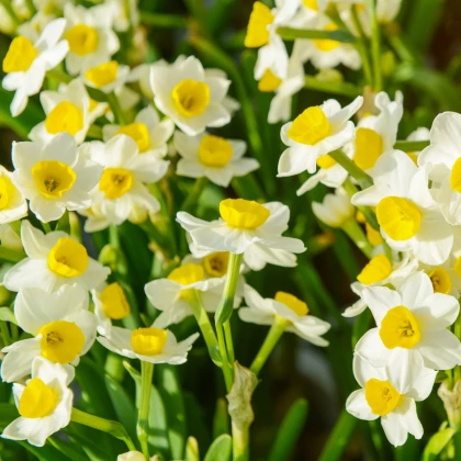 Narcis Avalanche - Narcissus - cibuloviny - 3 ks