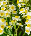 Narcis Avalanche - Narcissus - cibuloviny - 3 ks