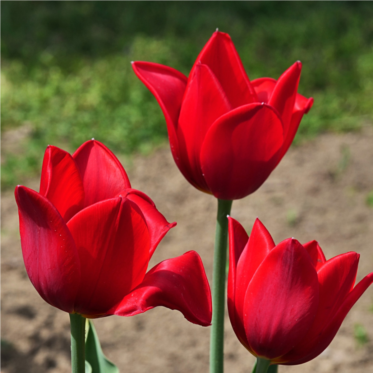 Tulipán Kingsblood - Tulipa - cibule tulipánu - 3 ks
