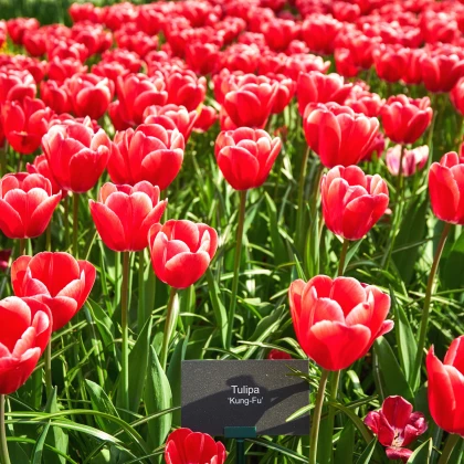 Tulipán Kung Fu - Tulipa - cibule tulipánu - 3 ks