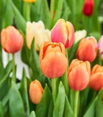 Tulipán Apricot Foxx - Tulipa - cibuloviny - 3 ks