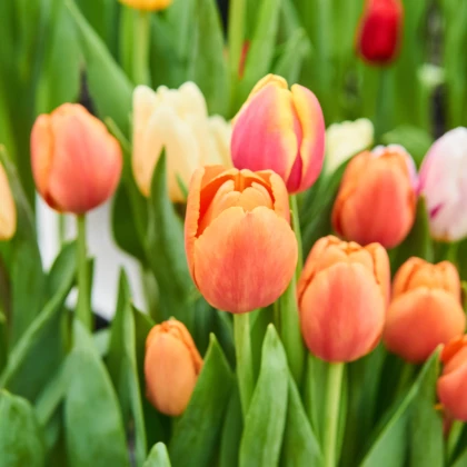 Tulipán Apricot Foxx - Tulipa - cibuloviny - 3 ks