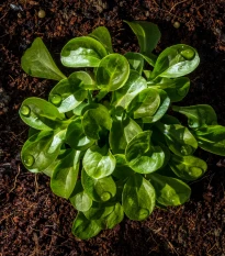 BIO Kozlíček polníček Vít - Vallerianella locusta - bio semena kozlíčku - 100 ks