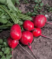 BIO Ředkvička červená Sora - Raphanus sativus - bio semena ředkvičky - 40 ks