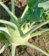 BIO Kedluben obří Superschmelz - Brassica oleracea - bio semena kedlubnu - 50 ks