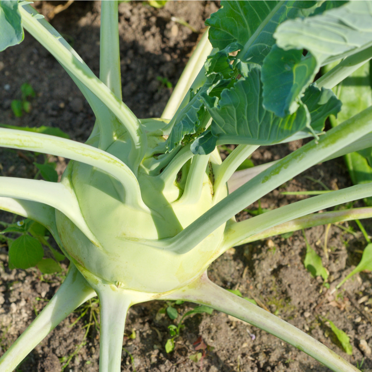BIO Kedluben obří Superschmelz - Brassica oleracea - bio semena kedlubnu - 50 ks