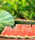 BIO Meloun vodní Sugar baby - Citrullus lanatus - bio semena melounu - 6 ks