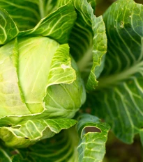 BIO Zelí bílé Filderkraut - Brassica oleracea - bio semena zelí - 50 ks