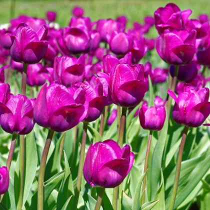 Tulipán Negrita - Tulipa - cibule tulipánu - 3 ks
