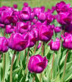 Tulipán Negrita - Tulipa - cibule tulipánu - 3 ks