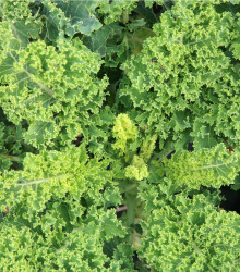 BIO Kadeřávek Lerchenzungen - Brassica oleracea L. - BIO semena - 150 ks