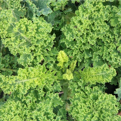 BIO Kadeřávek Lerchenzungen - Brassica oleracea L. - bio semena kadeřávku - 50 ks