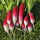BIO Ředkev Francouzská snídaně - Raphanus sativus - bio semena ředkve - 80 ks