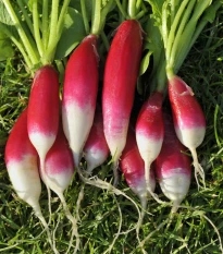 BIO Ředkev Francouzská snídaně - Raphanus sativus - bio semena ředkve - 80 ks