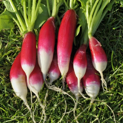 BIO Ředkvička Francouzská snídaně - Raphanus sativus - bio semena ředkvičky - 80 ks