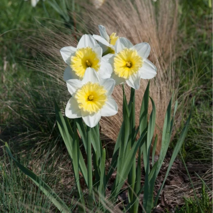 Narcis Ice Follies - Narcissus L. - cibule narcisu - 3 ks