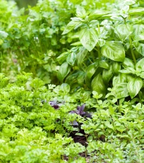 Aromatické byliny a koření - směs - semena aromatických bylin - 0,5 g